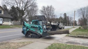 Unique Movers skid loader clearing cut down tree